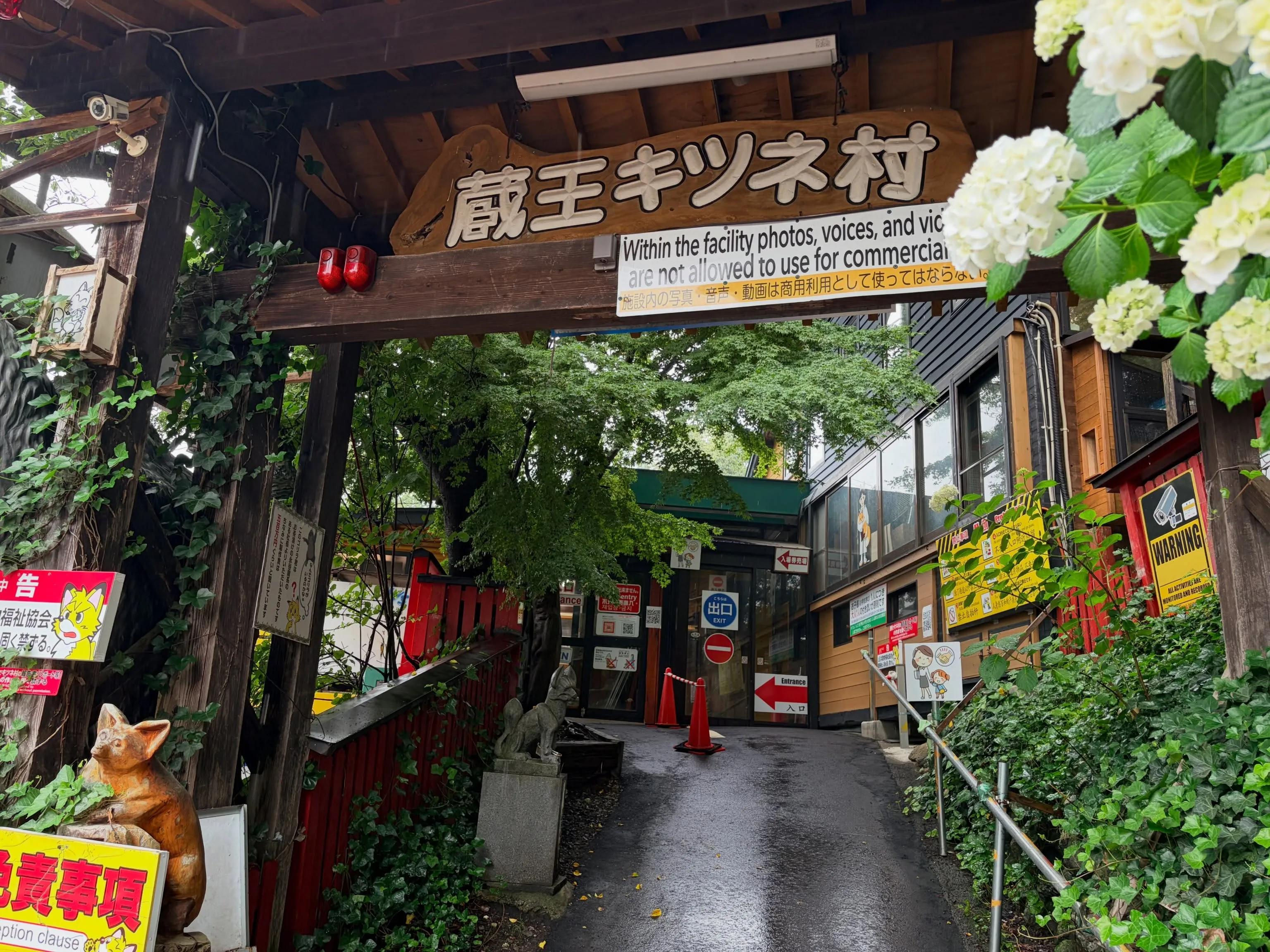 蔵王キツネ村にいってきました！2度目の来村でしたが動物園と違...