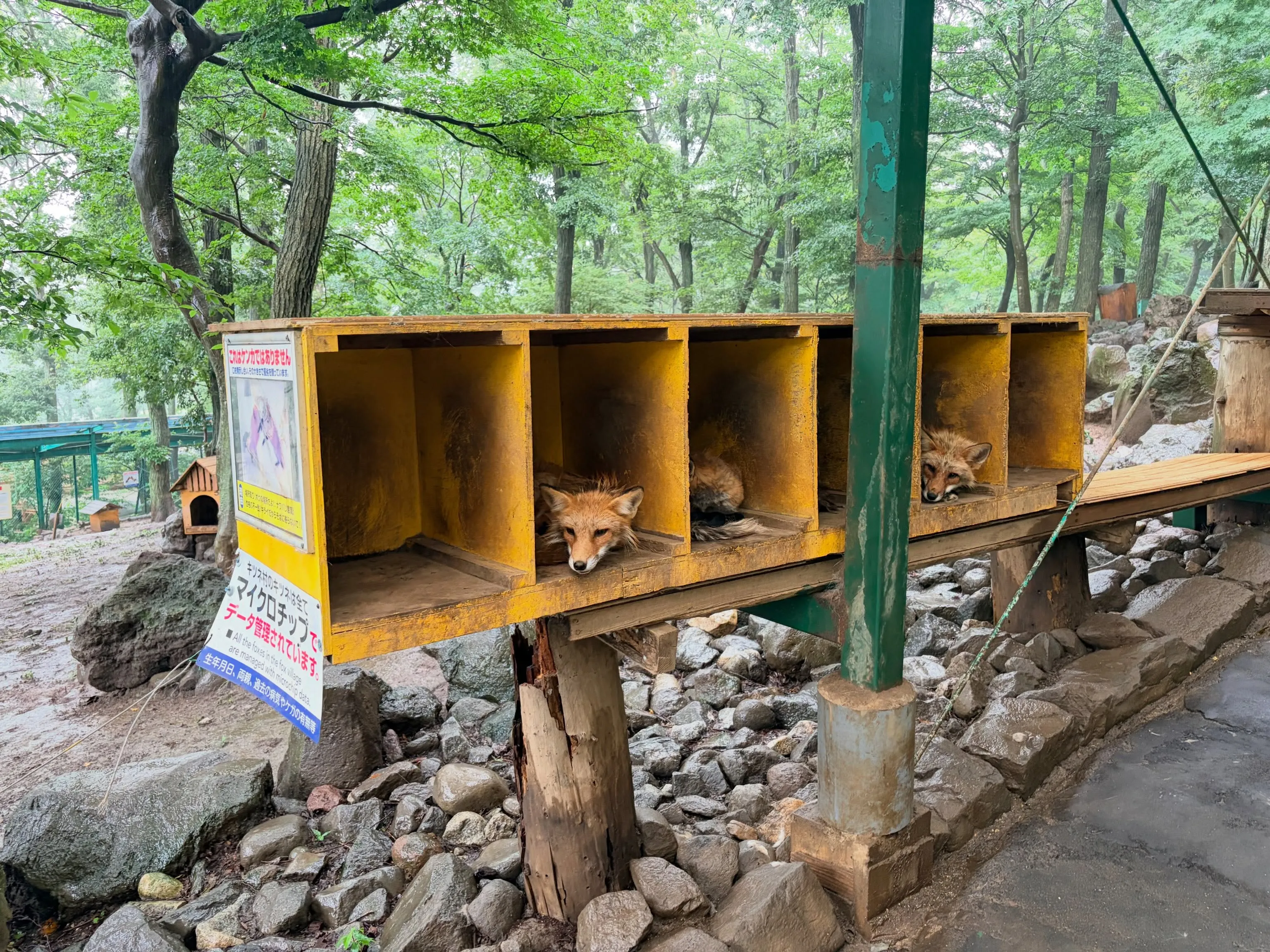 蔵王キツネ村にいってきました！2度目の来村でしたが動物園と違...
