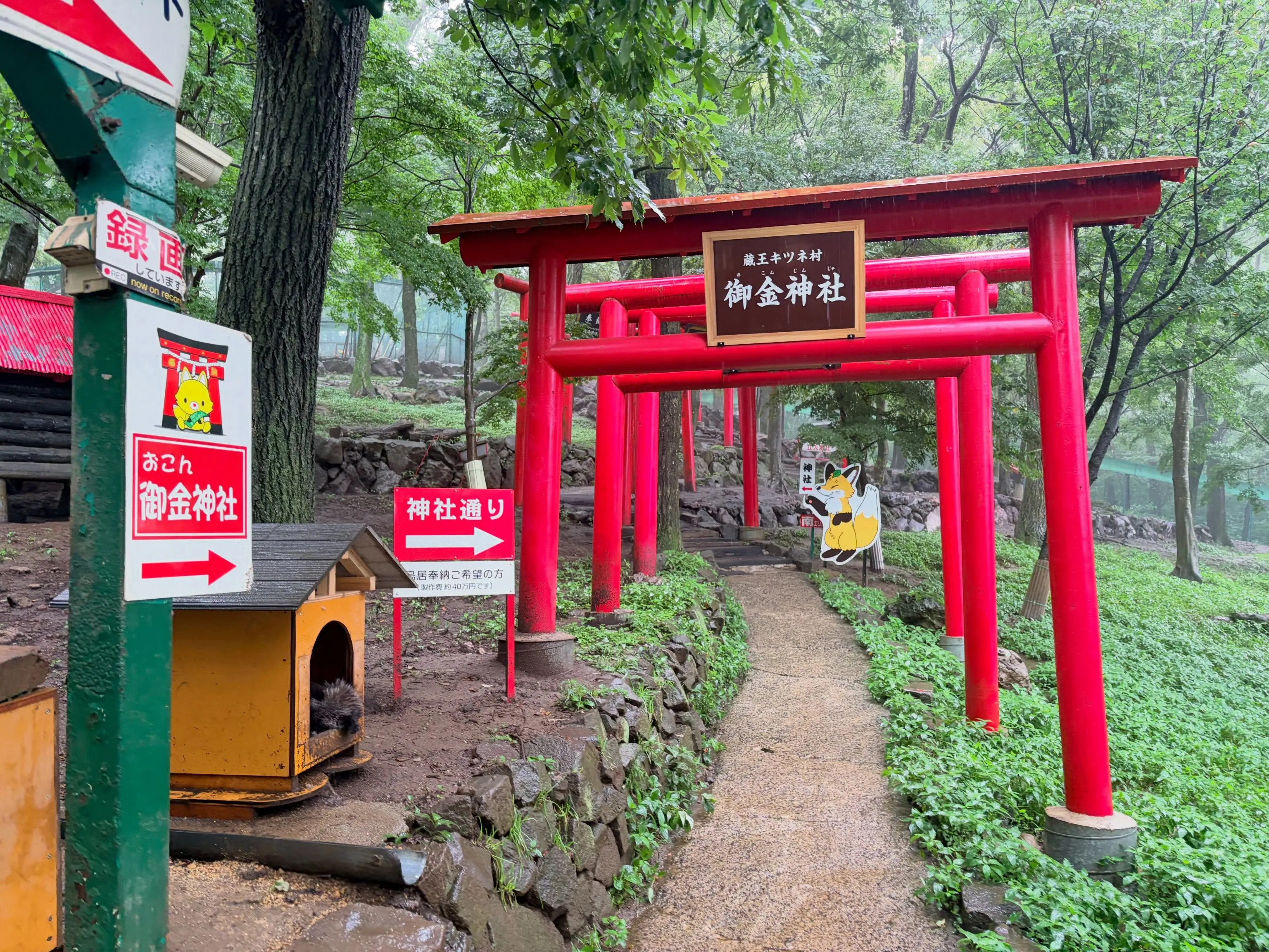 蔵王キツネ村にいってきました！2度目の来村でしたが動物園と違...